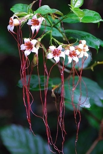 Strophanthus petersianus