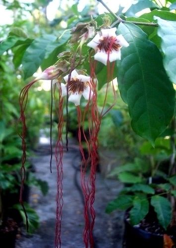 Strophanthus petersianus