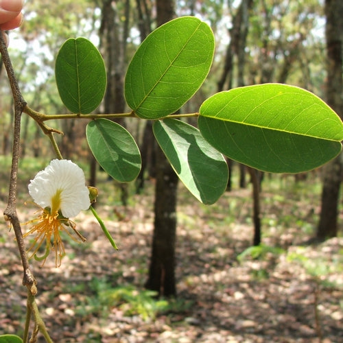 Swartzia madagascariensis