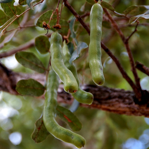 Swartzia madagascariensis