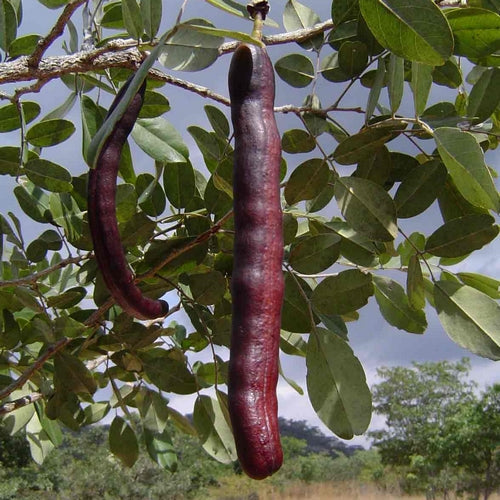 Swartzia madagascariensis