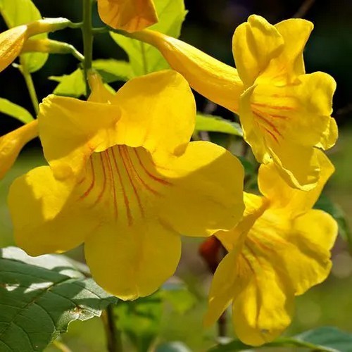 Tecoma stans