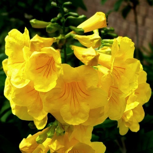 Tecoma stans
