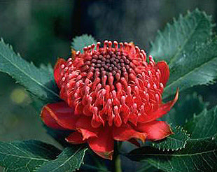 Telopea speciosissima