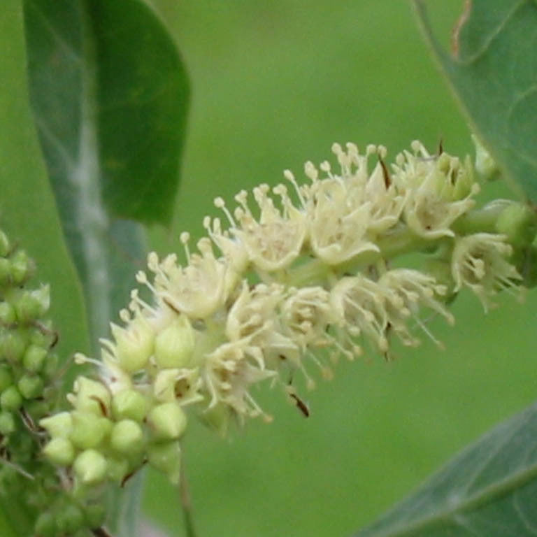 Terminalia sericea