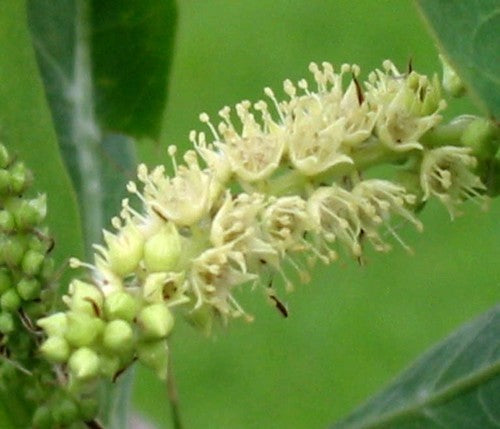 Terminalia sericea