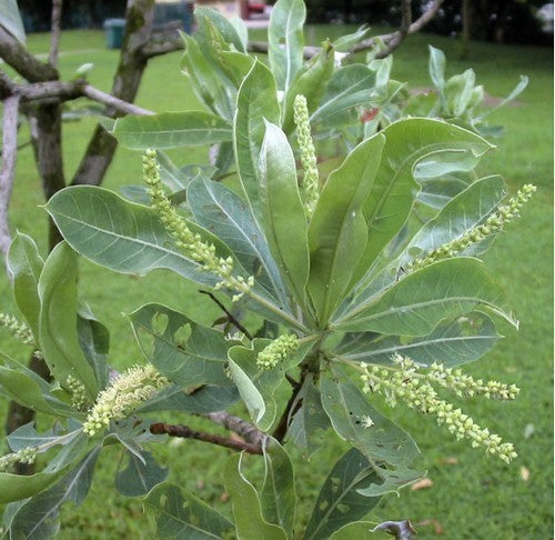 Terminalia sericea