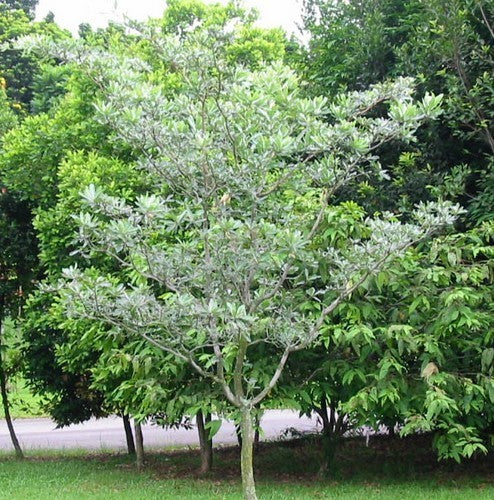 Terminalia sericea