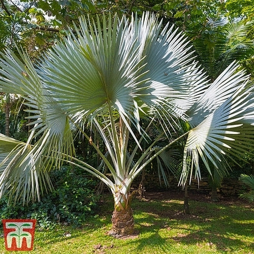 Trachycarpus fortunei