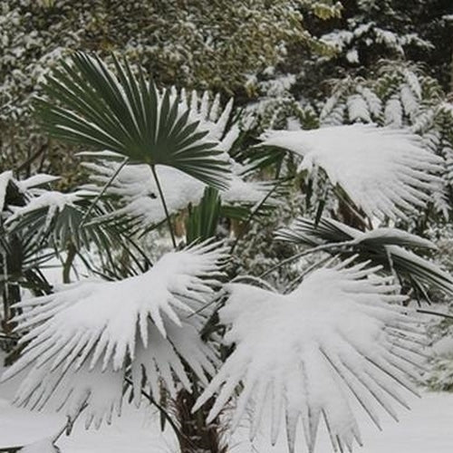 Trachycarpus fortunei