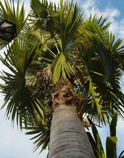 Trachycarpus latisectus