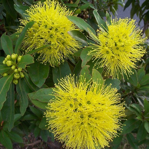 Xanthostemon chrysanthus