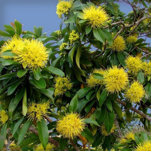 Xanthostemon chrysanthus
