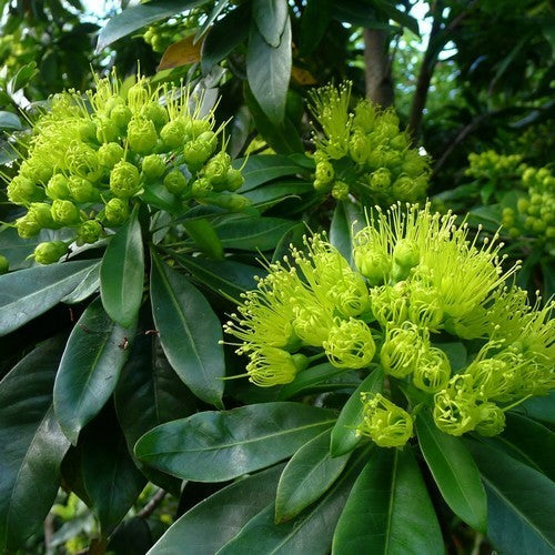 Xanthostemon chrysanthus