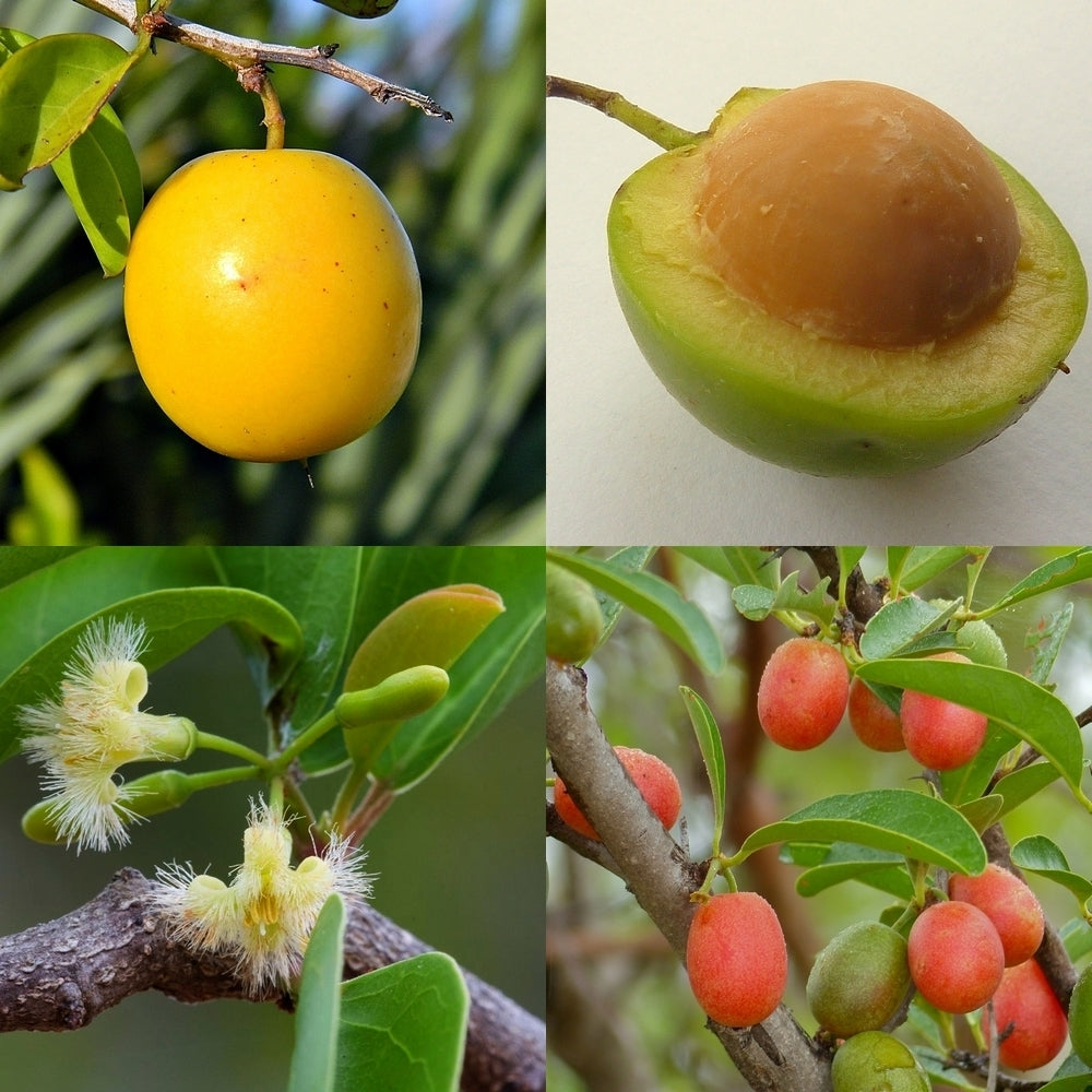 Ximenia americana