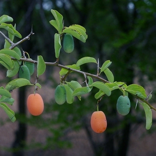 Ximenia americana
