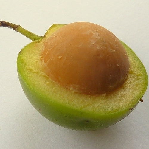 Ximenia americana