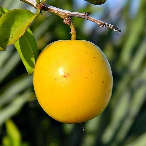 Ximenia americana