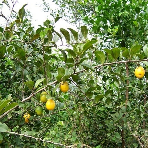 Ximenia americana