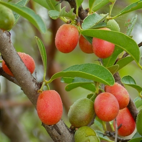 Ximenia americana