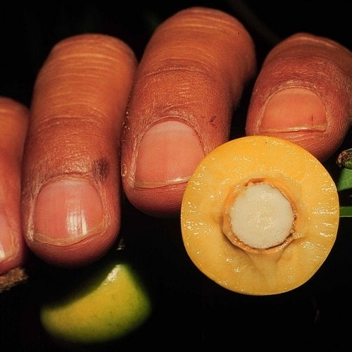 Ximenia americana