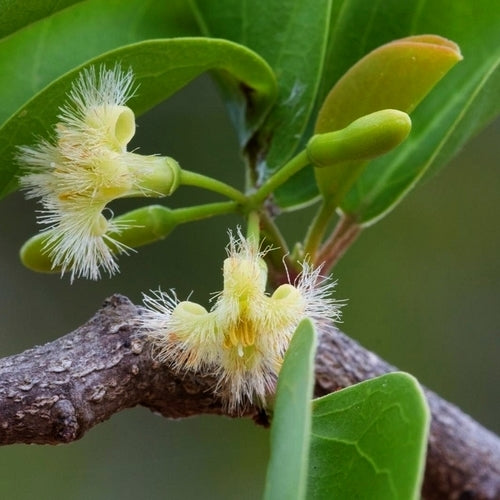 Ximenia americana