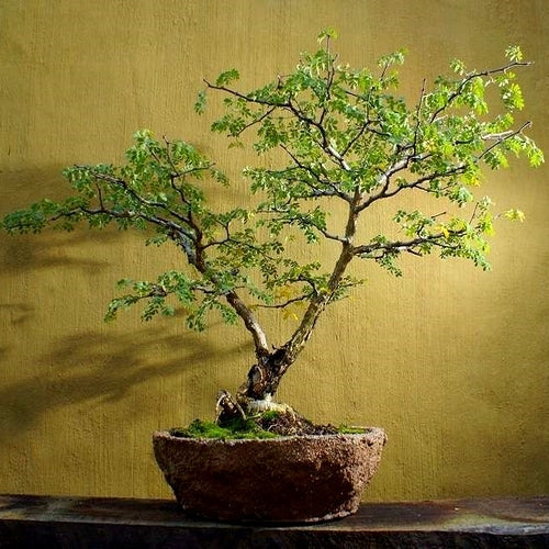 Acacia burkei