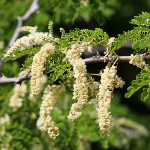 Acacia burkei