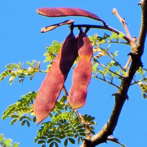 Acacia burkei