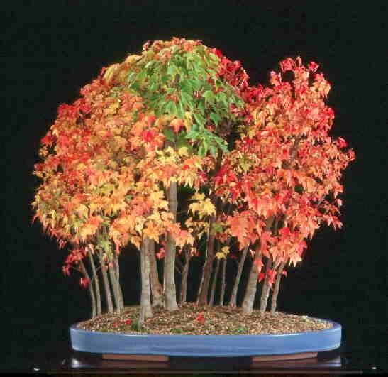 Trident Maple