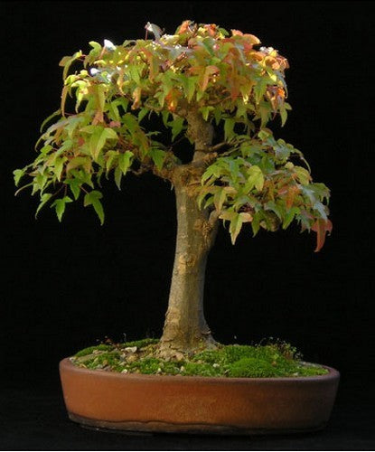 Trident Maple