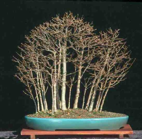 Trident Maple