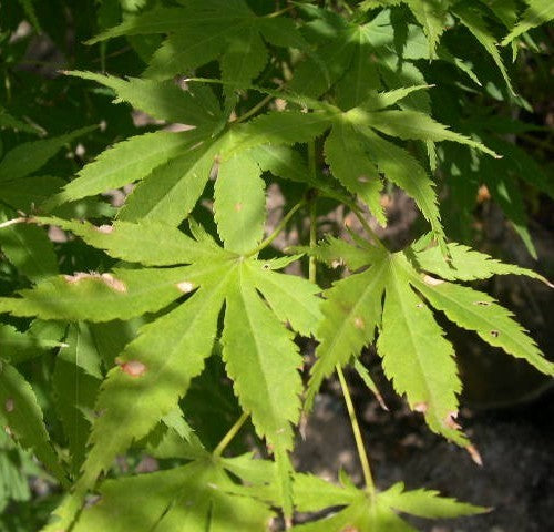 Acer palmatum