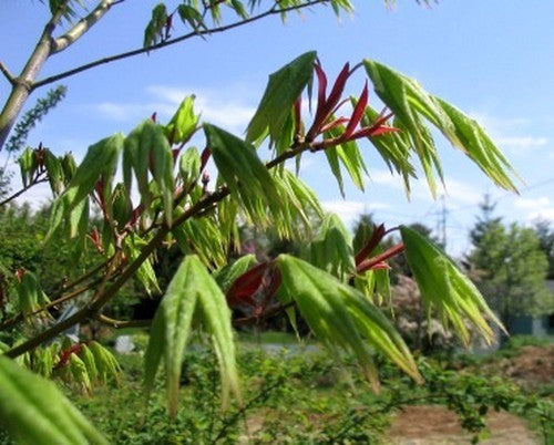 Acer palmatum