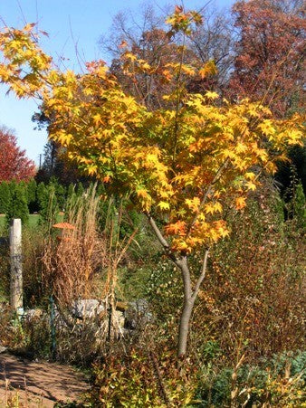 Acer palmatum