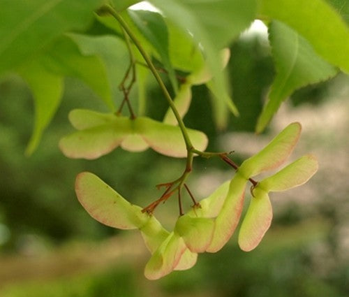 Acer palmatum