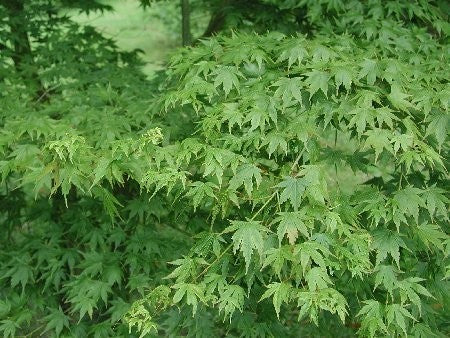 Acer palmatum