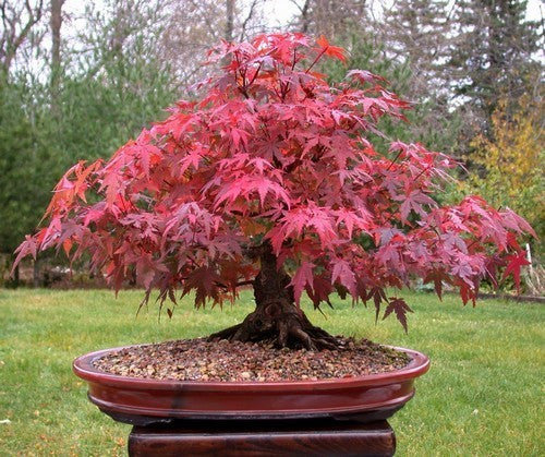 Acer palmatum 'Atropurpureum' / 'Bloodgood' / 'Inazuma' / 'Osakazu'