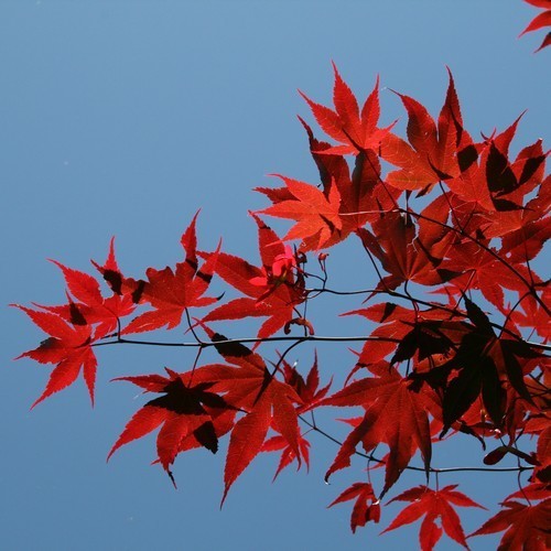 Acer palmatum 'Atropurpureum' / 'Bloodgood' / 'Inazuma' / 'Osakazu'
