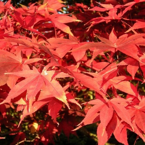 Acer palmatum 'Atropurpureum' / 'Bloodgood' / 'Inazuma' / 'Osakazu'