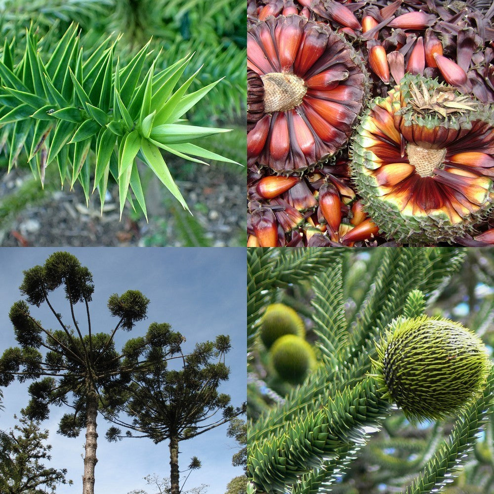 Araucaria angustifolia