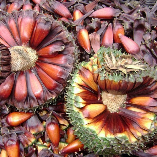 Araucaria angustifolia