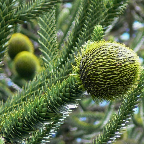 Araucaria angustifolia