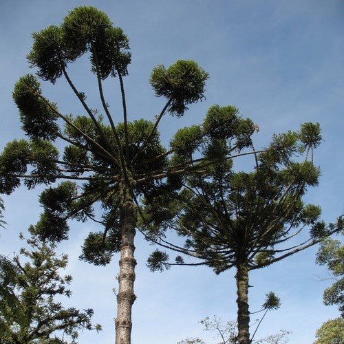 Araucaria angustifolia