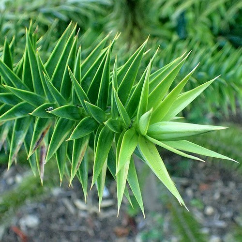 Araucaria angustifolia