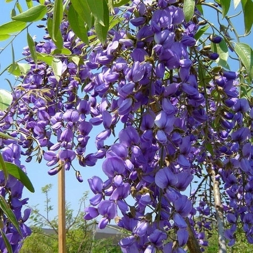 Bolusanthus speciosus