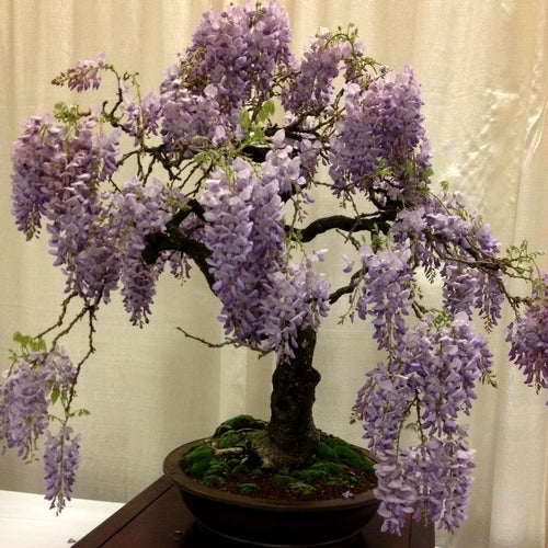 Bolusanthus speciosus
