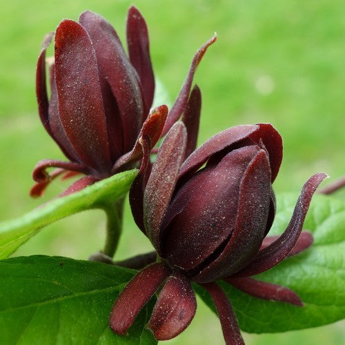 Calycanthus floridus