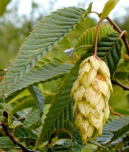 Carpinus japonica