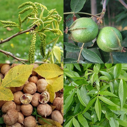 Bitternut Hickory